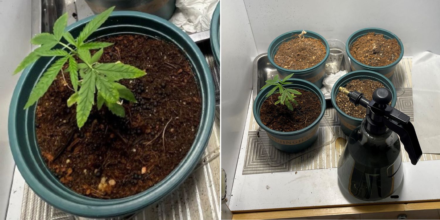 4 pots of cannabis plants found in Yishun flat, 18-year-old man arrested