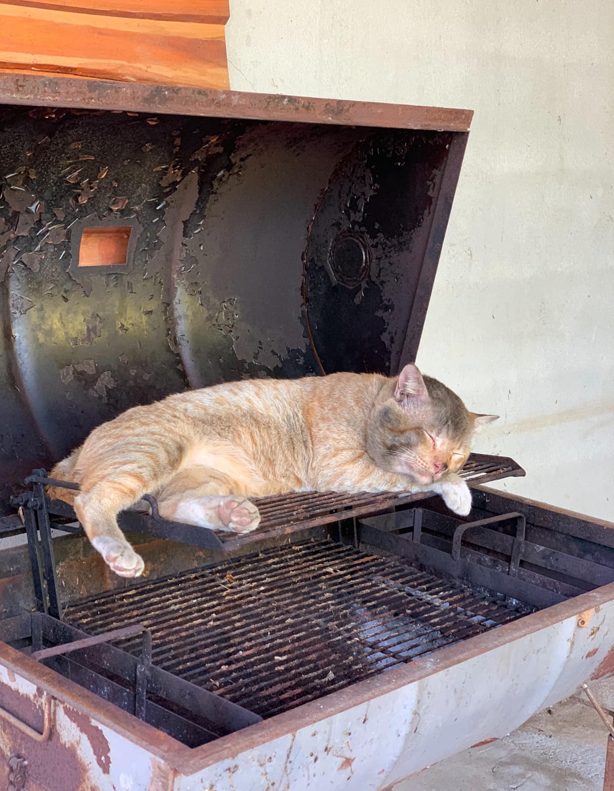 stray cat sleeping stoves