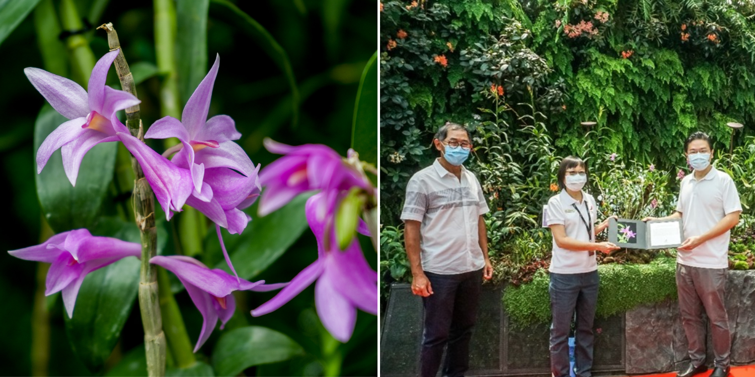 Orchid named after Lawrence Wong at Gardens By The Bay in bloom until 19 May