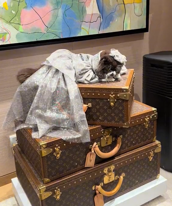 Cat Louis Vuitton Malaysia 2