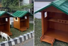 Cat houses philippines