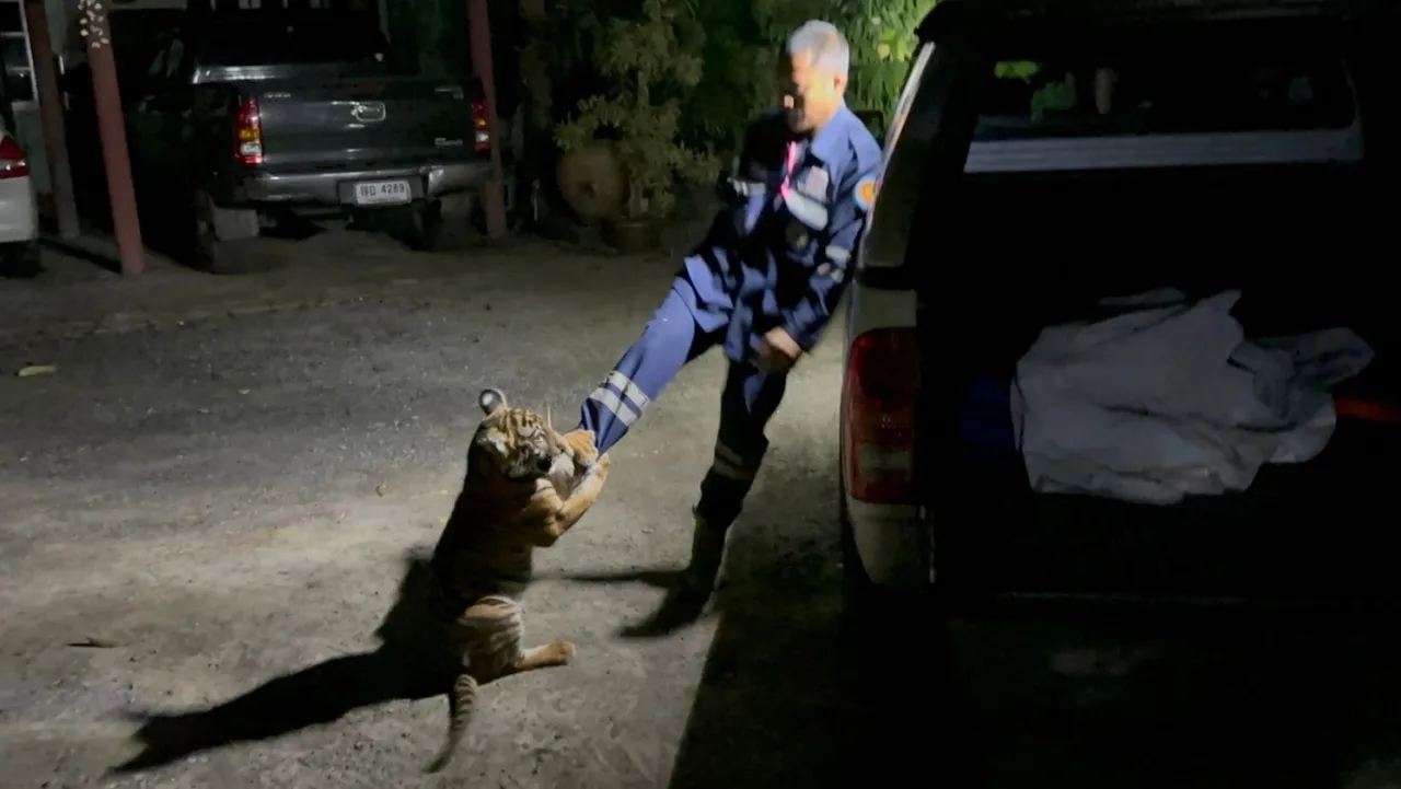 tiger cub found village