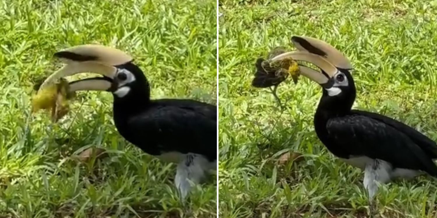 Hornbill spotted eating young oriole in Marine Parade, Internet feels for helpless baby bird