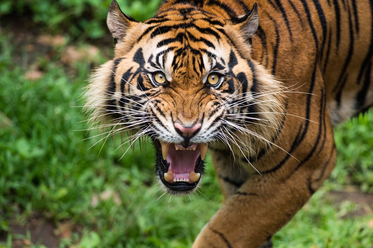 Indonesia tiger attack