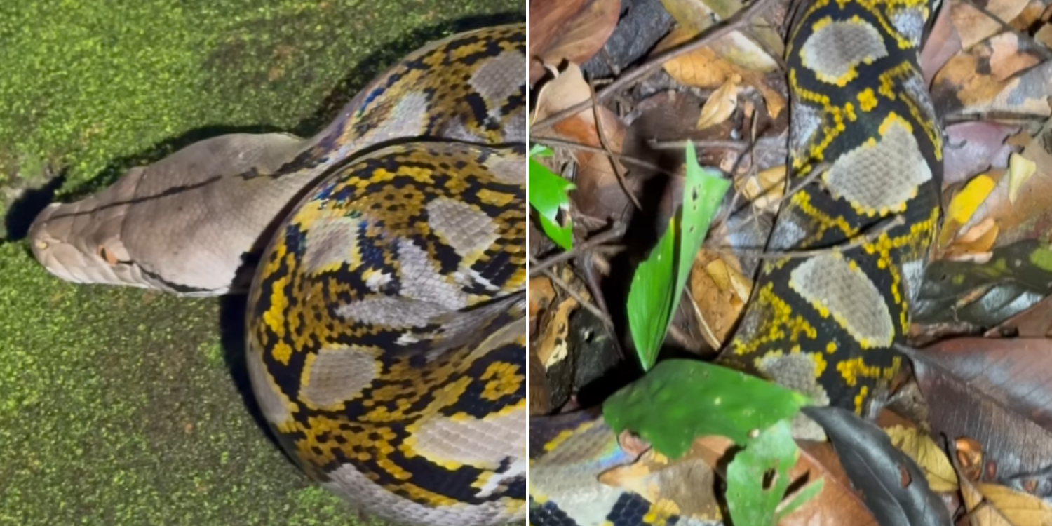 Large reticulated python spotted lying among fallen leaves in S’pore, Internet warns of close proximity