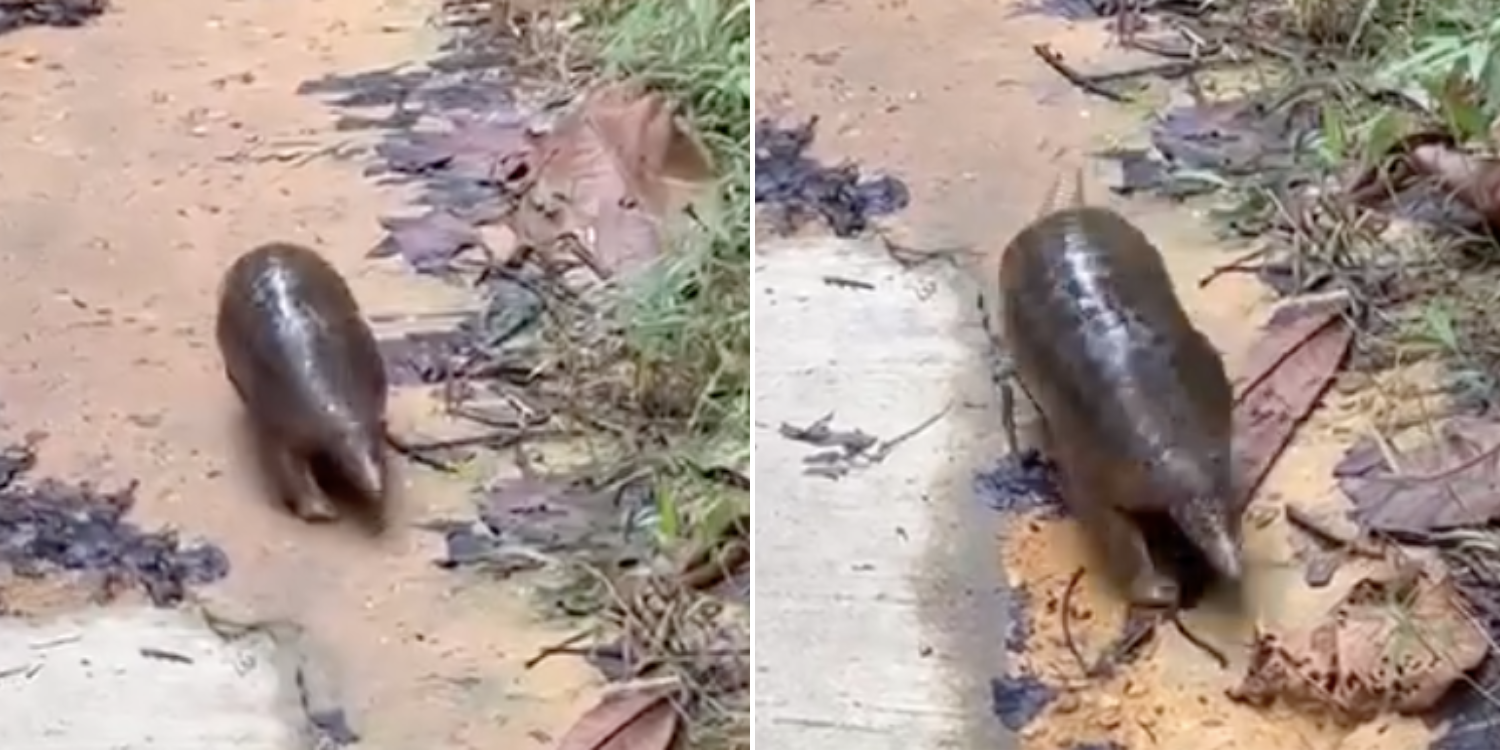 Nature lovers gush over chonky pangolin waddling across muddy path in Singapore