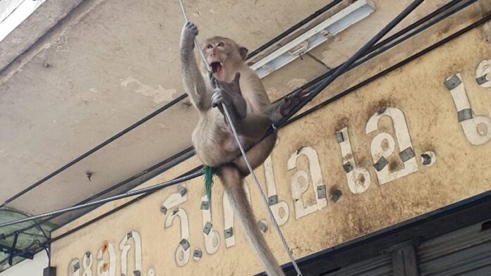 Monkey steals phone Thailand 1