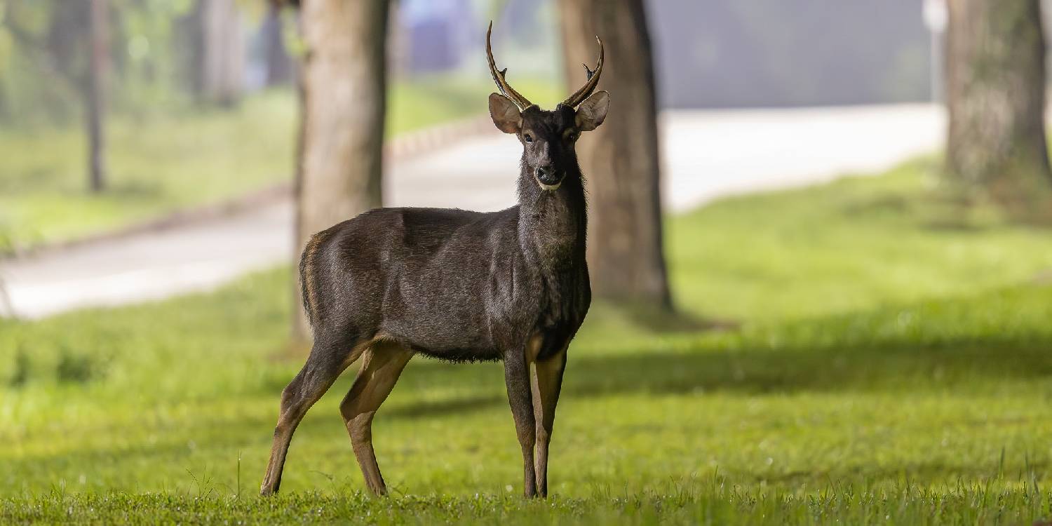 Photographer in S'pore captures nighttime picture of Sambar deer using lighting from street lamps