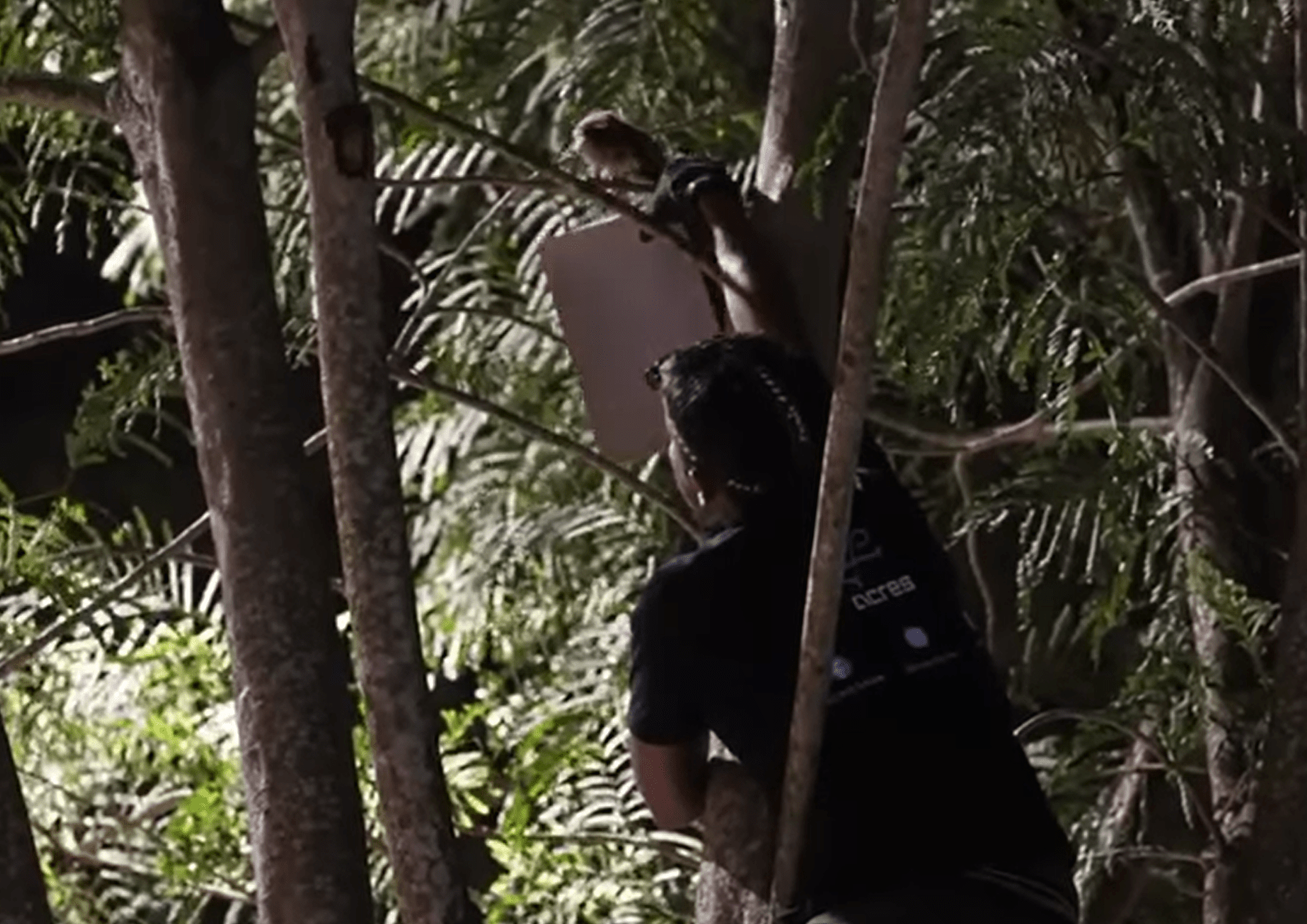 Owlets in Telok Blangah fledging-min