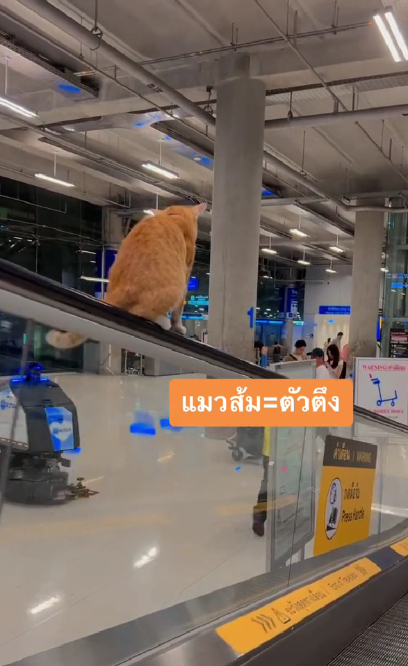bangkok airport cat