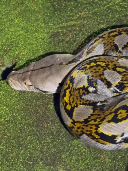 Large reticulated python spotted among fallen leaves in Singapore