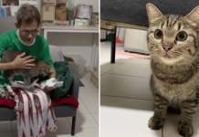 Cat needs new home after S’pore owner who lived alone dies from cancer