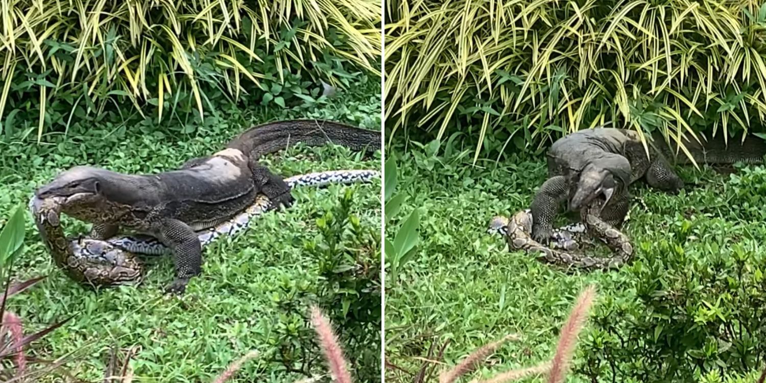 Monitor lizard eats & regurgitates huge python in Potong Pasir