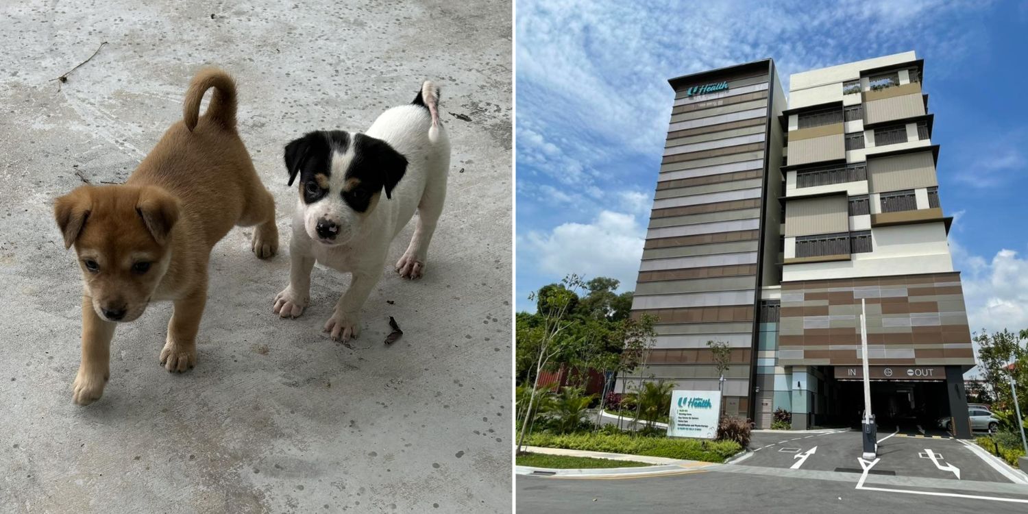 2 puppies found outside Pasir Ris nursing home leave animal lovers concerned