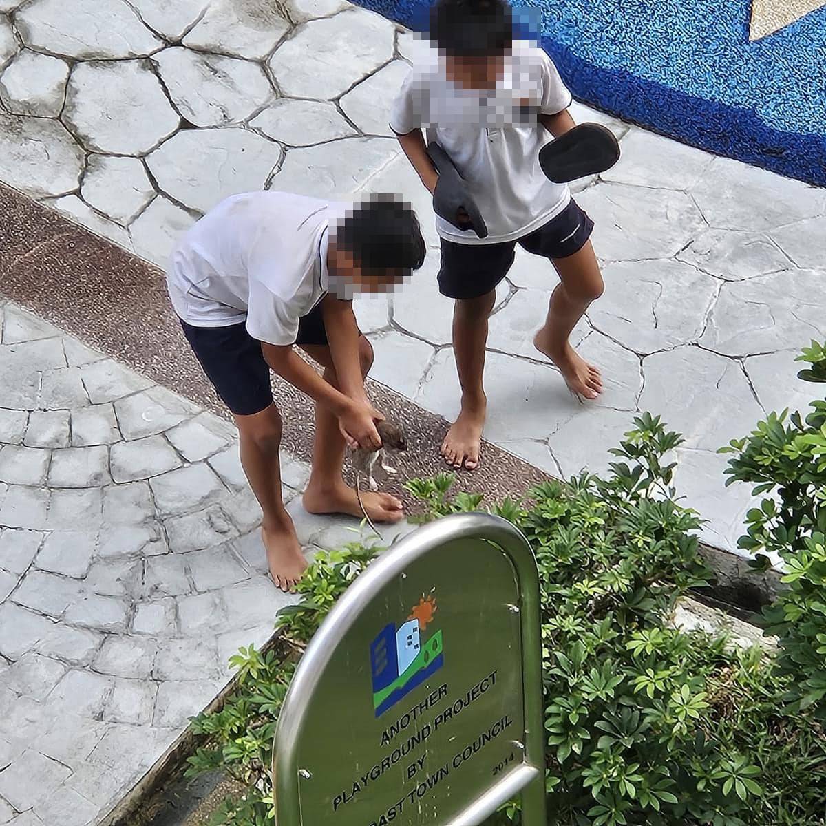 rat Bedok playground