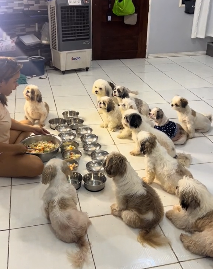 Dogs in the Philippines pray 1