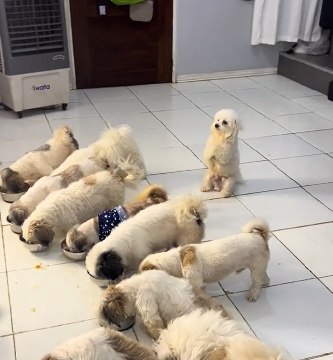 Dogs in the Philippines pray 2