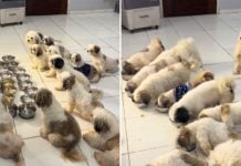 Dogs in the Philippines praying