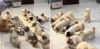 Dogs in the Philippines praying