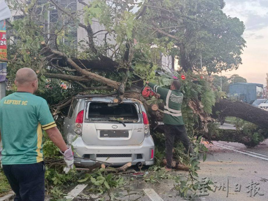 Massive tree crushes car Malaysia 2