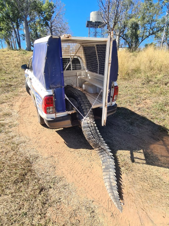 australian-crocodile-wagon.png