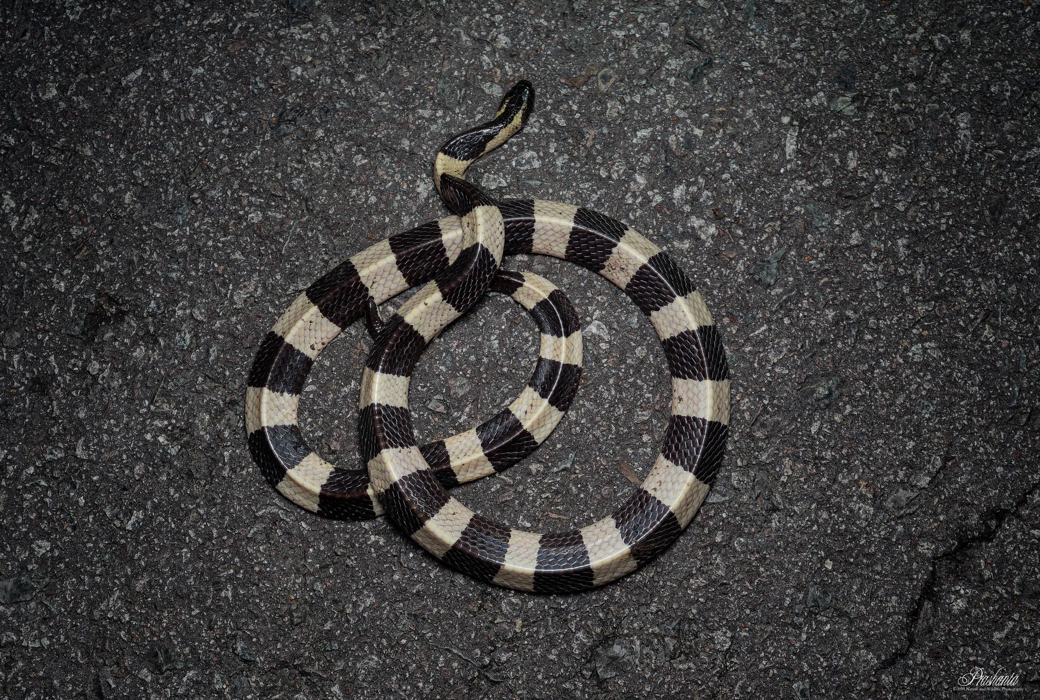 banded krait snake pulau ubin
