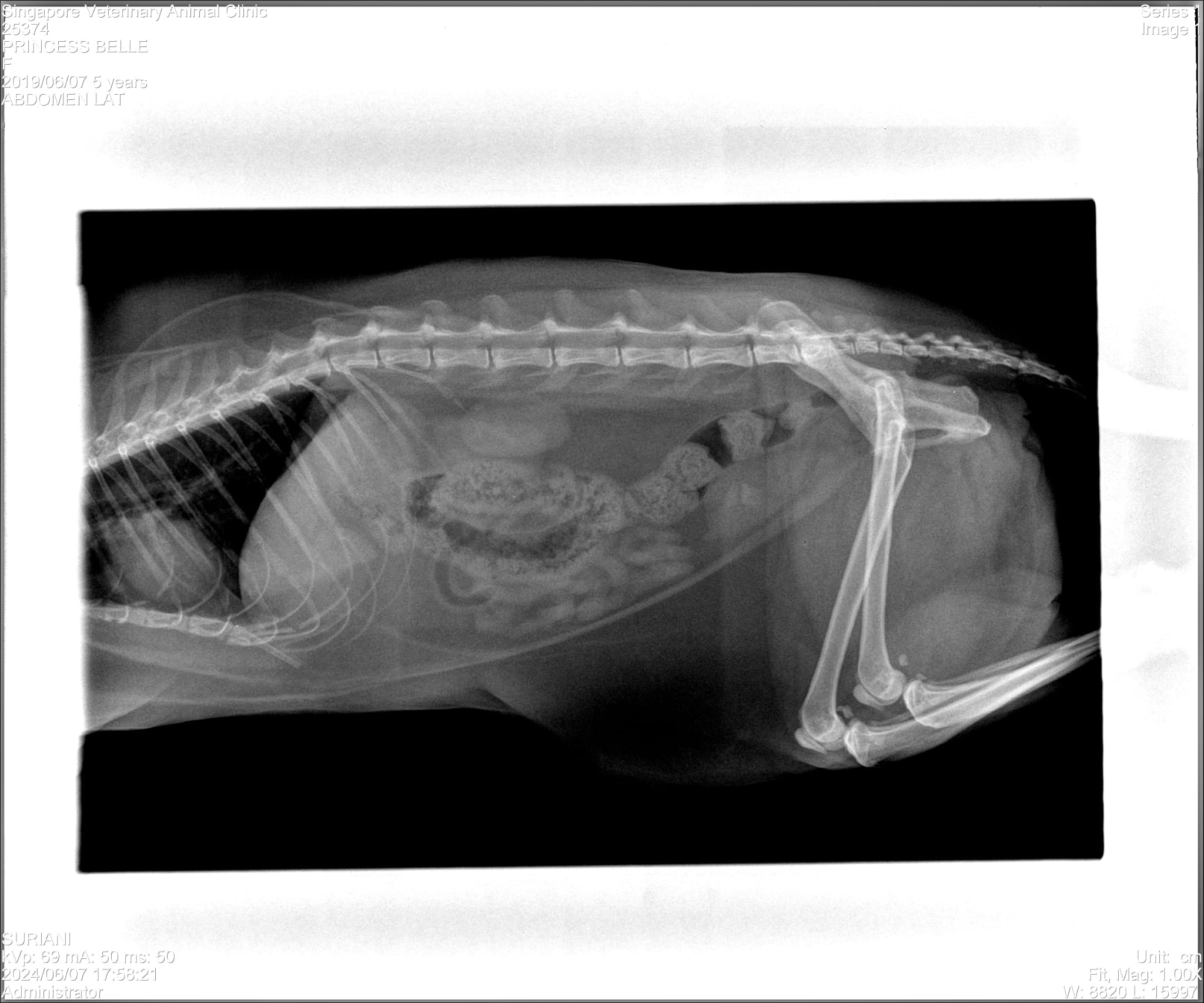 community cat inflamed bladder xray