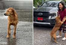 dog in thailand waits in the rain