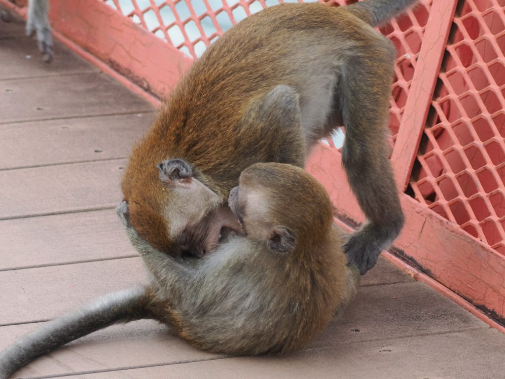 ‘Kampung’ of monkeys spotted along Lorong Halus Red Bridge