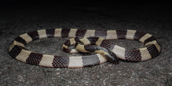 rare banded krait pulau ubin 3