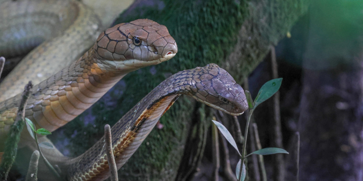 Nature enthusiasts capture clear shots of snakes courting in S'pore forest