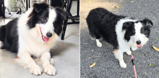 3-year-old Border Collie seeking forever home in S'pore, S$588 adoption fee applies