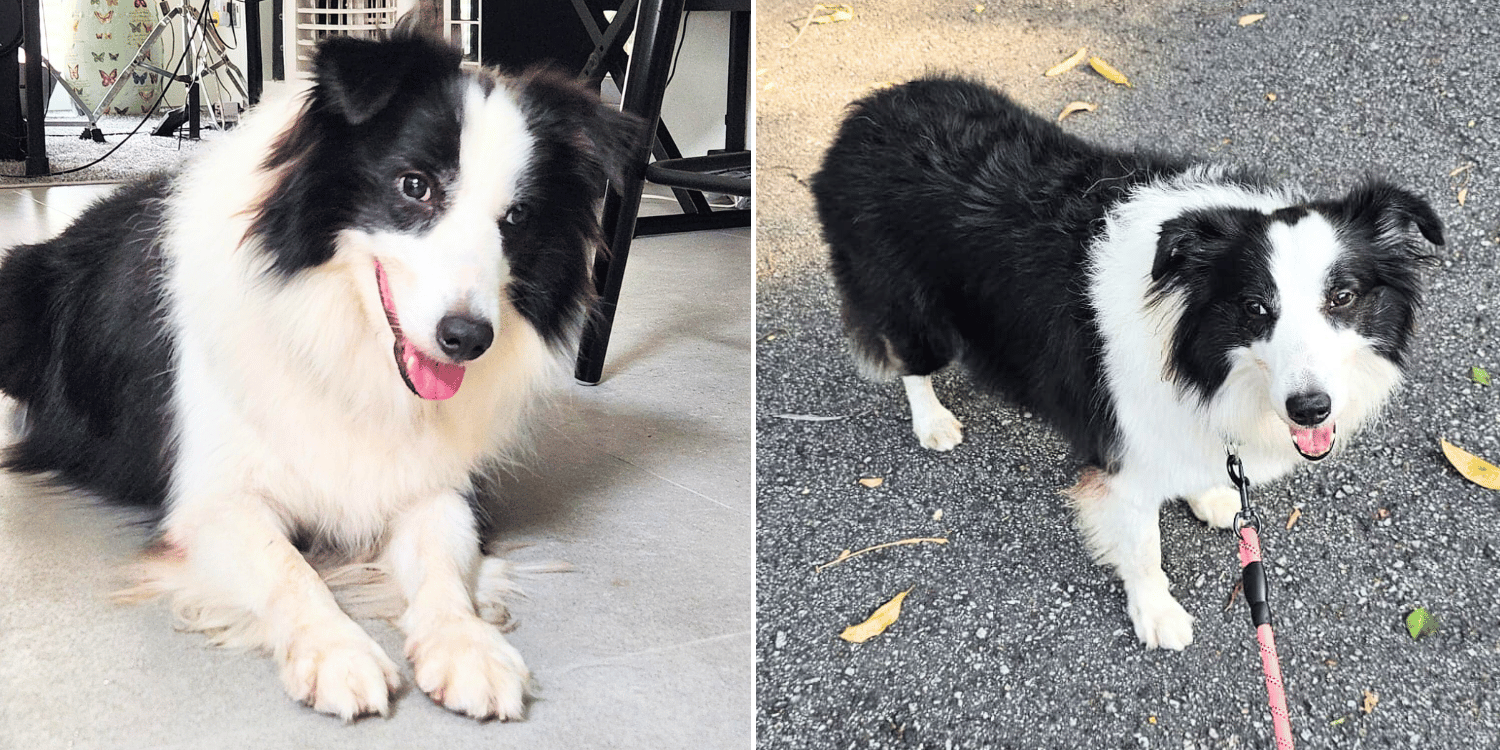 3-year-old Border Collie seeking forever home in S'pore, S$588 adoption fee applies