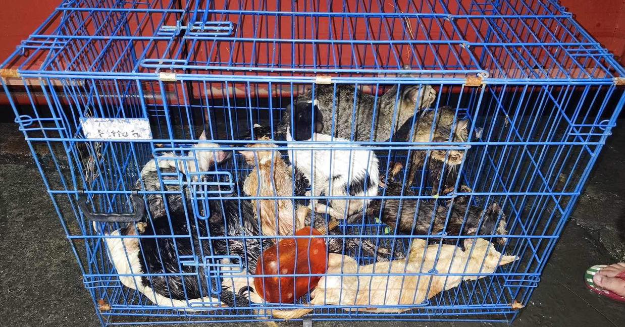 City pound leaves strays in cages typhoon (4)