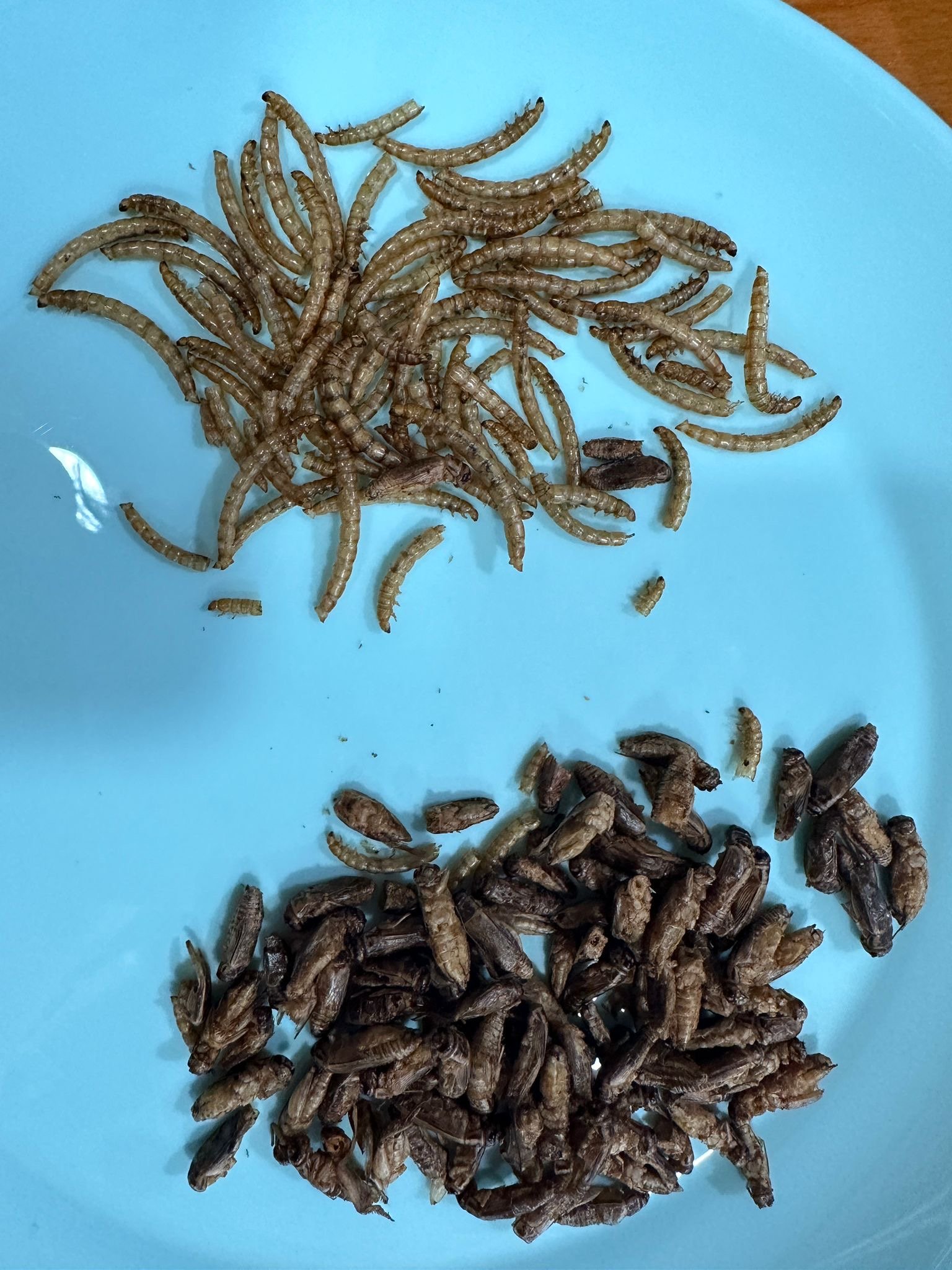 Insect snacks in Singapore