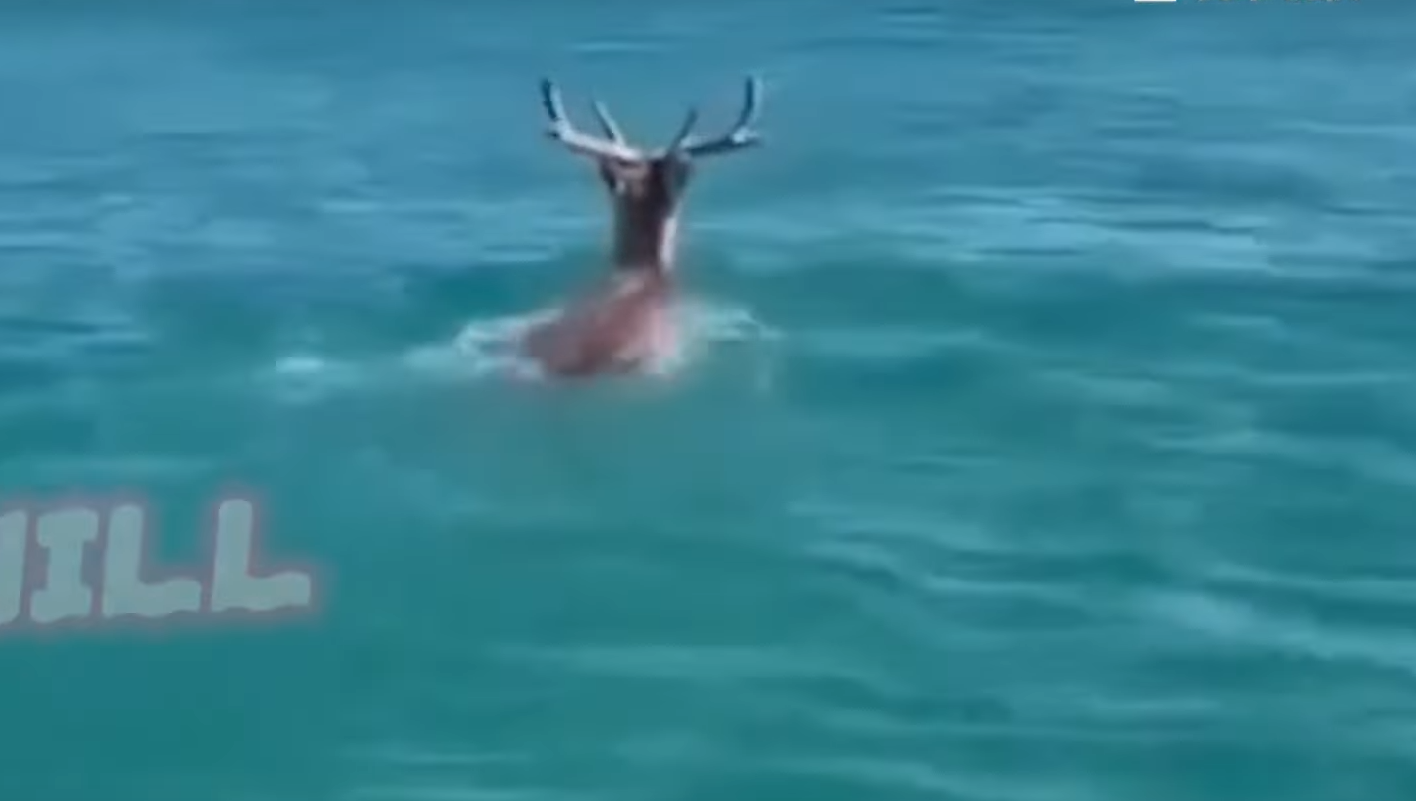 deer swimming sea taiwan