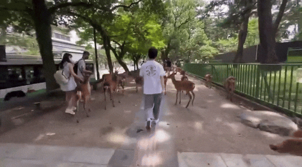Tourist kicks deer Japan 2