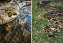 Woman swallowed whole by python (featured)