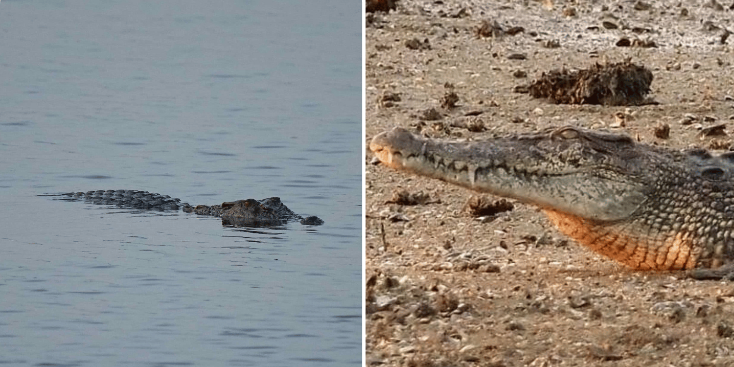 Crocodile spotted enjoying sunset swim at Woodlands Waterfront Park, netizens worry about safety
