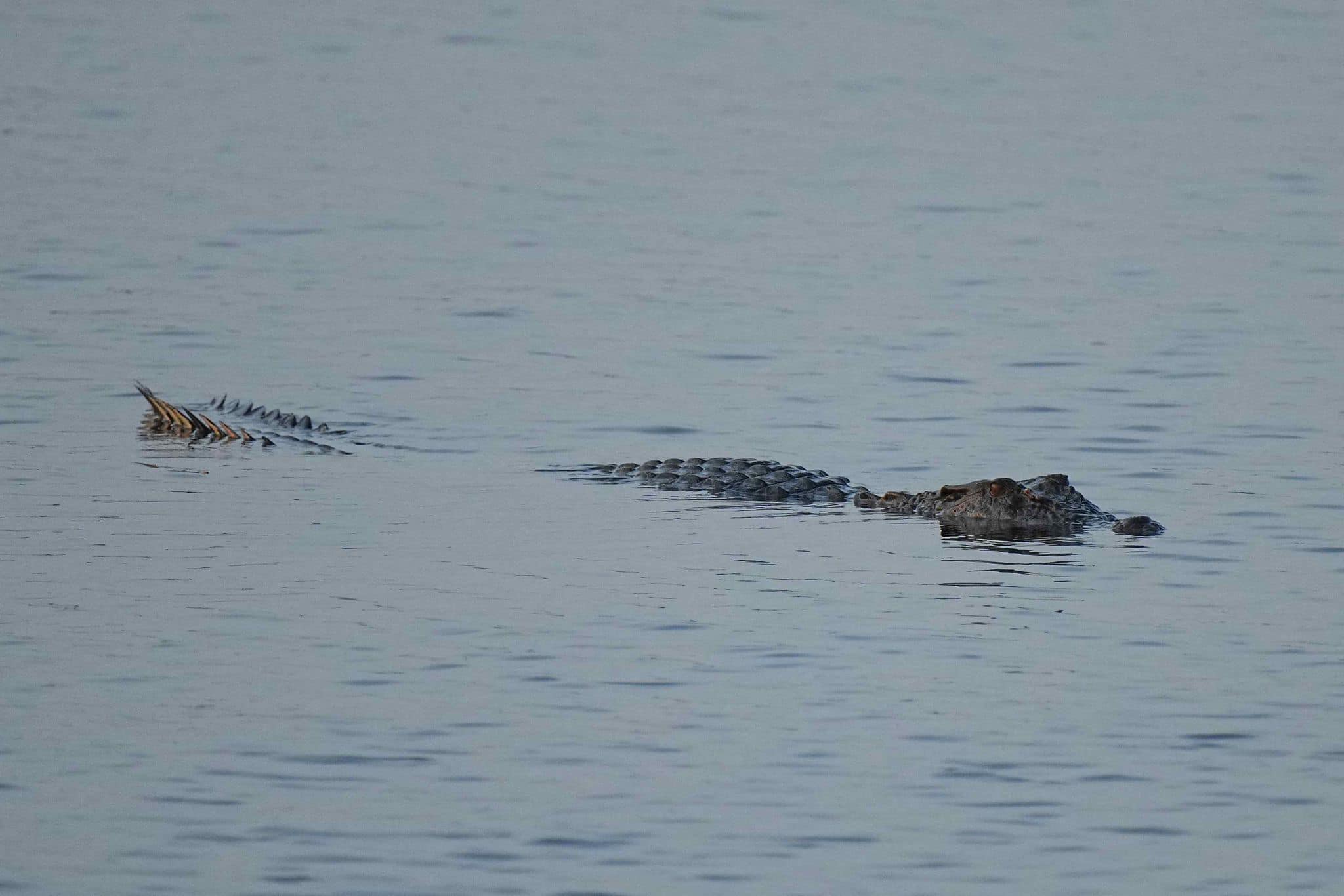 crocodile enjoying sunset swim woodlands waterfront park (1)