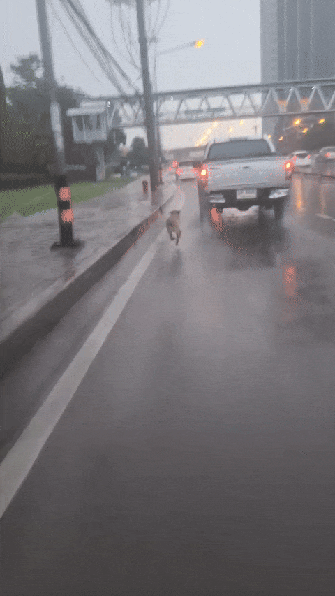 dog chasing owner
