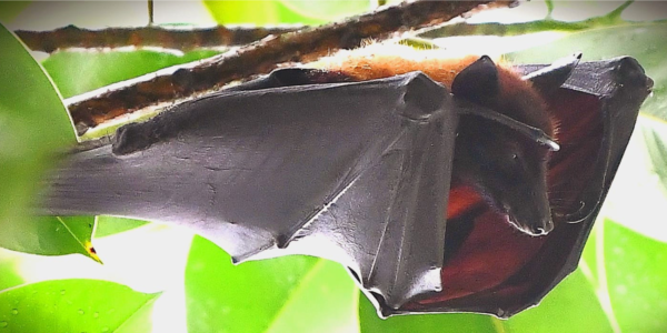 large flying fox 3