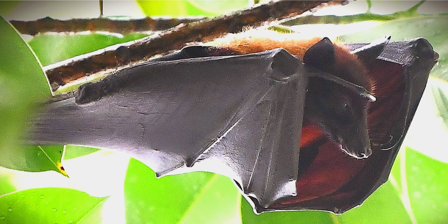 Photographer captures shot of critically endangered large flying fox in S’pore