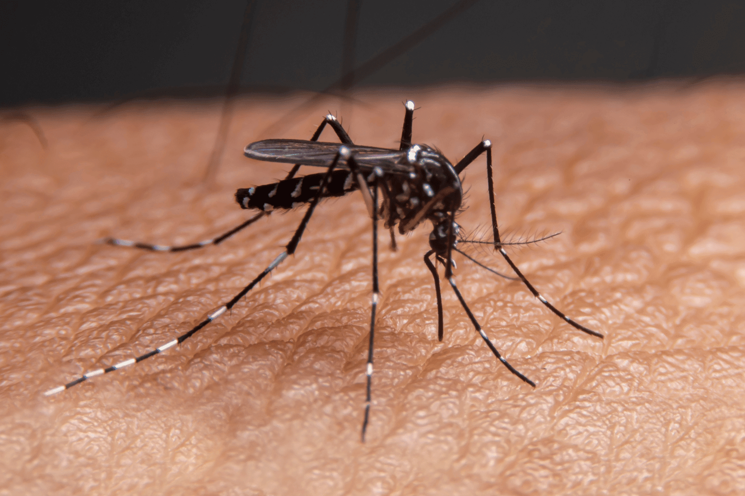 dengue experiences
