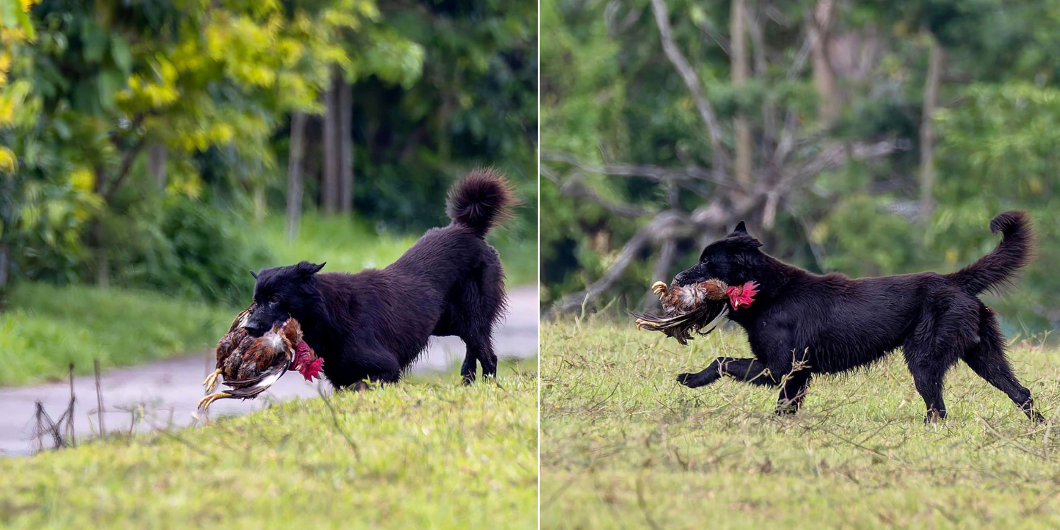 Wildlife photographer captures clear shot of stray dog hunting chicken in Kranji