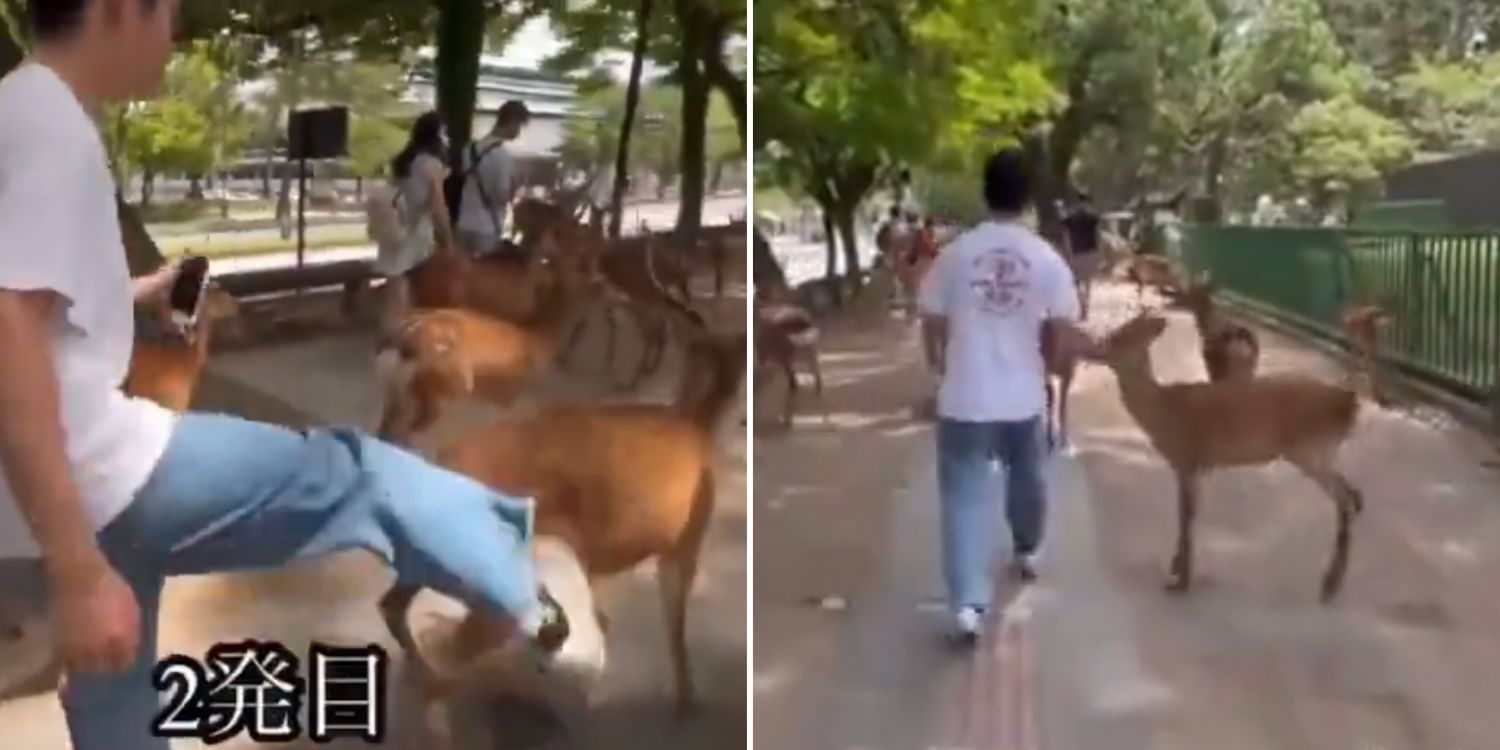 tourist kicks deer japan 1