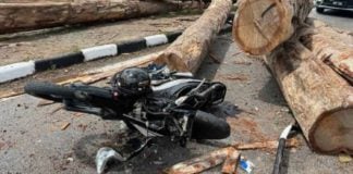 woman crushed by logs malaysia