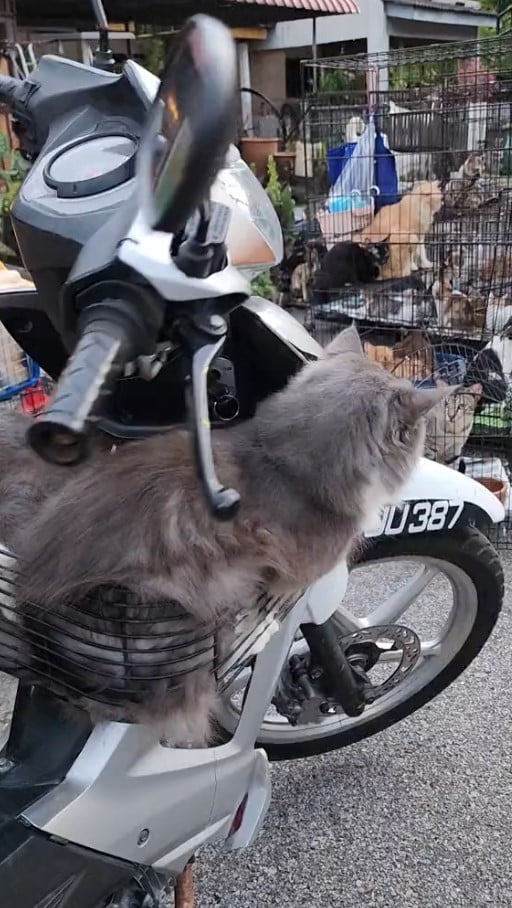 cats motorbike