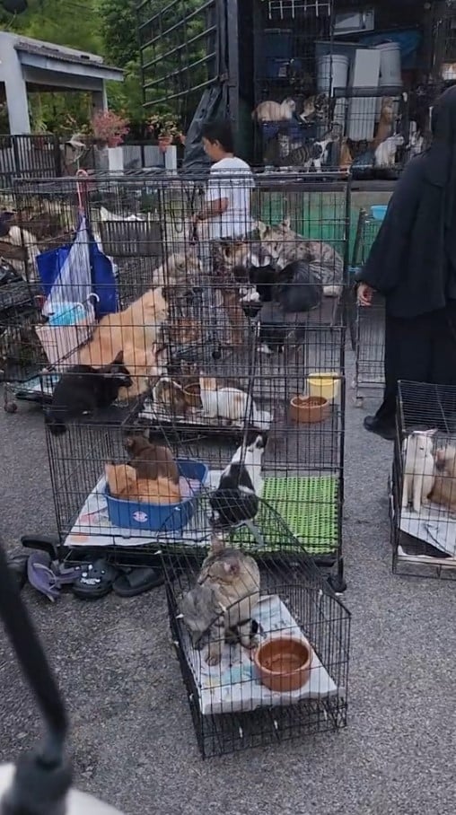 cat cages stacked 