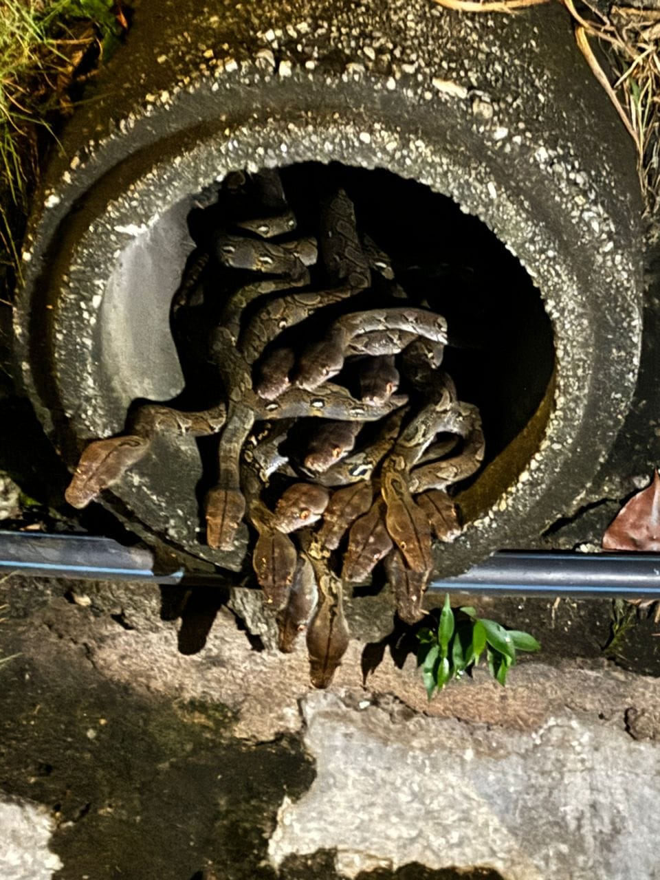 pythons captured drain